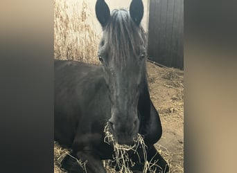 Friesen Mix, Wallach, 18 Jahre, 156 cm, Rappe