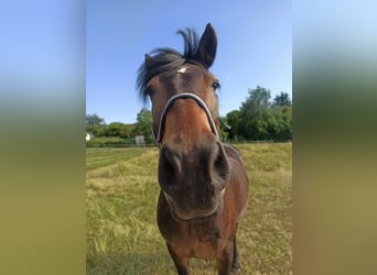 Friesen Mix, Wallach, 18 Jahre, 157 cm, Brauner