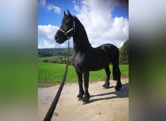 Friesen, Wallach, 18 Jahre, 165 cm, Rappe