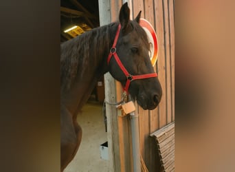 Friesen, Wallach, 18 Jahre, 168 cm, Rappe