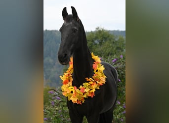 Friesen, Wallach, 18 Jahre, 170 cm, Rappe