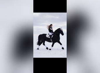 Friesen, Wallach, 19 Jahre, 151 cm, Rappe