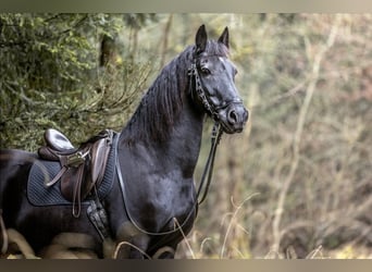 Friesen, Wallach, 25 Jahre, 160 cm, Rappe