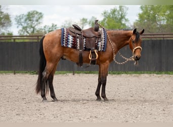 Friesen Mix, Wallach, 2 Jahre, 135 cm, Buckskin