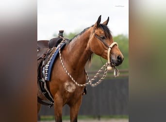 Friesen Mix, Wallach, 2 Jahre, 135 cm, Buckskin