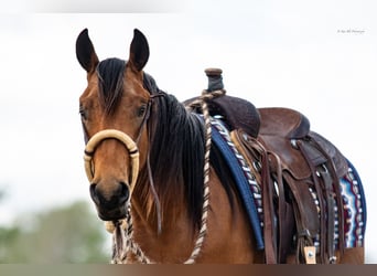 Friesen Mix, Wallach, 2 Jahre, 135 cm, Buckskin