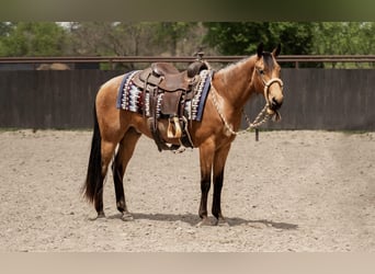 Friesen Mix, Wallach, 2 Jahre, 135 cm, Buckskin