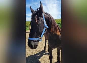 Friesen, Wallach, 2 Jahre, 165 cm, Rappe