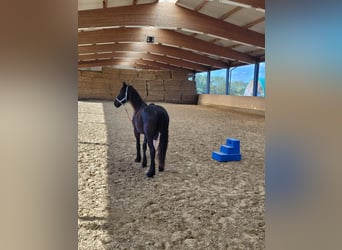 Friesen, Wallach, 2 Jahre, 165 cm, Rappe