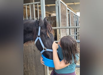 Friesen, Wallach, 2 Jahre, 165 cm, Rappe