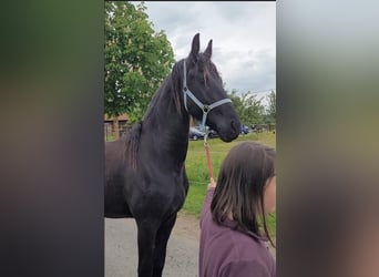 Friesen, Wallach, 2 Jahre, 165 cm, Rappe