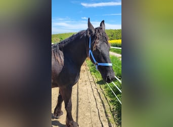 Friesen, Wallach, 2 Jahre, 165 cm, Rappe