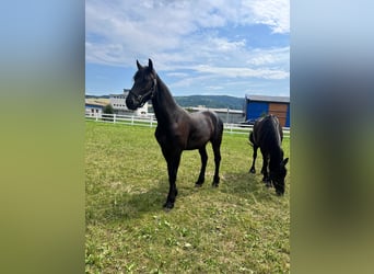 Friesen, Wallach, 2 Jahre, Rappe