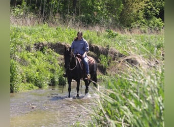 Friesen Mix, Wallach, 3 Jahre, 145 cm, Rappe