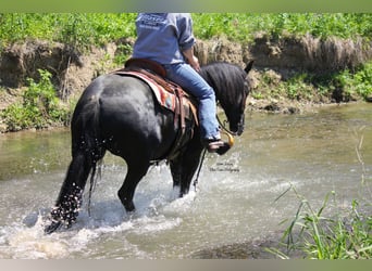 Friesen Mix, Wallach, 3 Jahre, 145 cm, Rappe