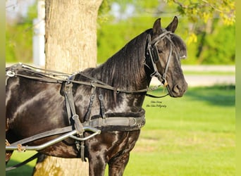 Friesen Mix, Wallach, 3 Jahre, 145 cm, Rappe