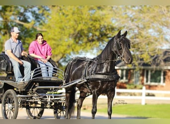Friesen Mix, Wallach, 3 Jahre, 145 cm, Rappe