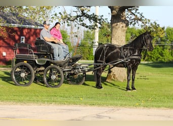 Friesen Mix, Wallach, 3 Jahre, 145 cm, Rappe