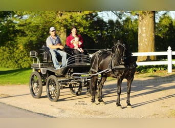 Friesen Mix, Wallach, 3 Jahre, 145 cm, Rappe