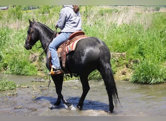 Friesen Mix, Wallach, 3 Jahre, 145 cm, Rappe