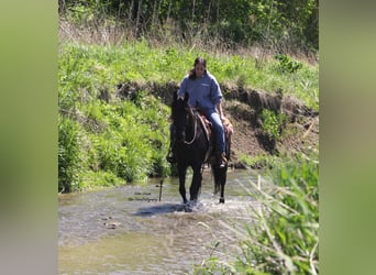 Friesen Mix, Wallach, 3 Jahre, 145 cm, Rappe