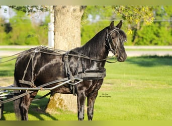 Friesen Mix, Wallach, 3 Jahre, 145 cm, Rappe