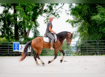 Friesen, Wallach, 3 Jahre, 147 cm, Rotbrauner