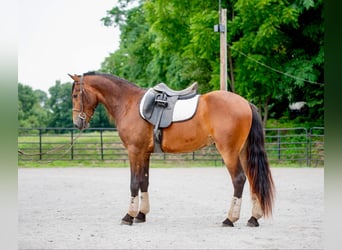 Friesen, Wallach, 3 Jahre, 147 cm, Rotbrauner