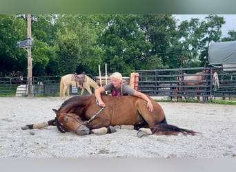 Friesen, Wallach, 3 Jahre, 147 cm, Rotbrauner