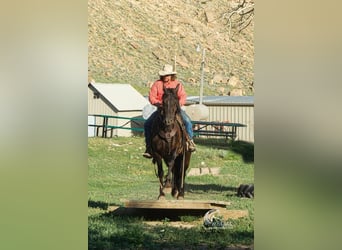 Friesen, Wallach, 3 Jahre, 150 cm, Rappe