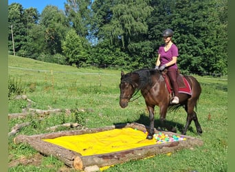 Friesen Mix, Wallach, 3 Jahre, 152 cm, Rappe
