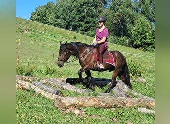 Friesen Mix, Wallach, 3 Jahre, 152 cm, Rappe