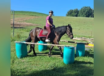Friesen Mix, Wallach, 3 Jahre, 152 cm, Rappe