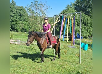Friesen Mix, Wallach, 3 Jahre, 152 cm, Rappe