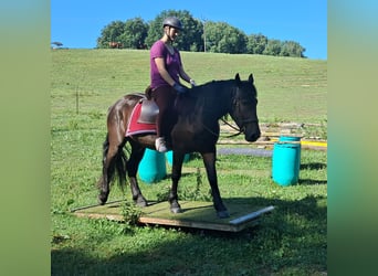 Friesen Mix, Wallach, 3 Jahre, 152 cm, Rappe