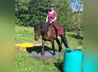 Friesen Mix, Wallach, 3 Jahre, 152 cm, Rappe
