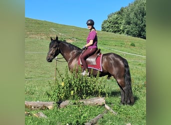Friesen Mix, Wallach, 3 Jahre, 152 cm, Rappe