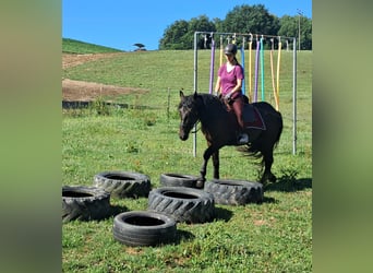 Friesen Mix, Wallach, 3 Jahre, 152 cm, Rappe