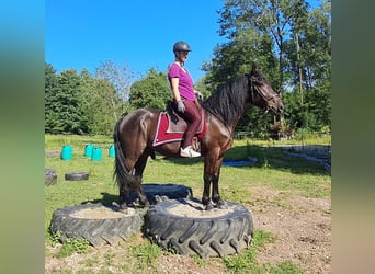 Friesen Mix, Wallach, 3 Jahre, 152 cm, Rappe