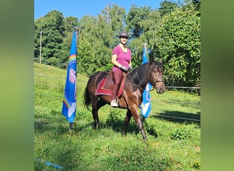 Friesen Mix, Wallach, 3 Jahre, 152 cm, Rappe