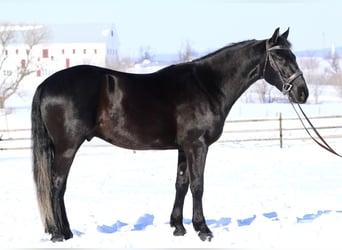 Friesen Mix, Wallach, 3 Jahre, 155 cm, Rappe