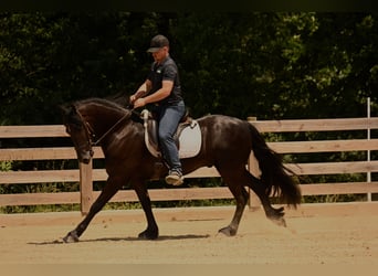 Friesen, Wallach, 3 Jahre, 157 cm, Rappe