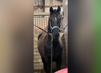 Friesen, Wallach, 3 Jahre, 157 cm, Rappe