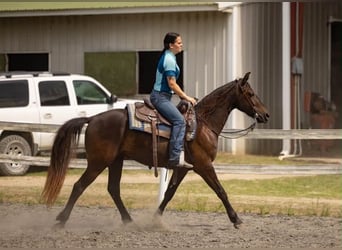 Friesen, Wallach, 3 Jahre, 157 cm, Rappe