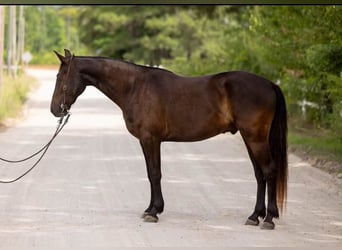Friesen, Wallach, 3 Jahre, 157 cm, Rappe