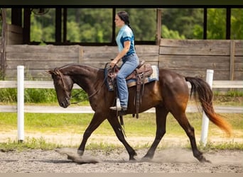 Friesen, Wallach, 3 Jahre, 157 cm, Rappe