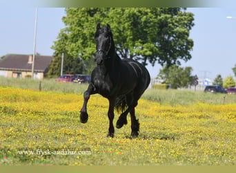Friesen, Wallach, 3 Jahre, 160 cm, Rappe