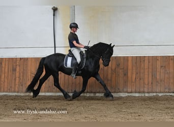Friesen, Wallach, 3 Jahre, 160 cm, Rappe