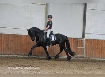 Friesen, Wallach, 3 Jahre, 160 cm, Rappe