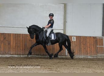 Friesen, Wallach, 3 Jahre, 160 cm, Rappe